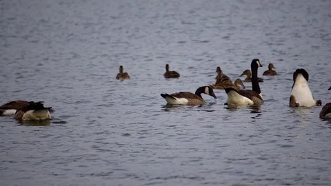 Ducks 動画素材 113156775