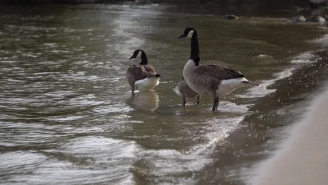 Ducks 動画素材 113156791