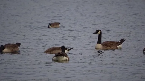 Ducks 動画素材 113156881