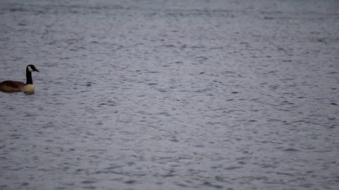 Ducks 動画素材 113156955