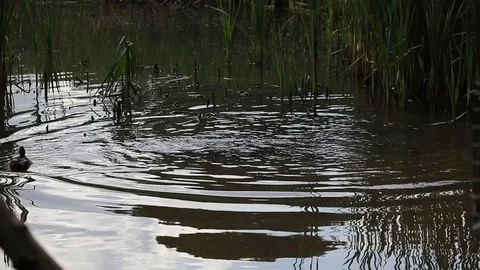 Ducks Stock Footage 113848284
