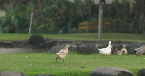 Ducks Stock Footage 114310865