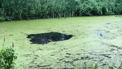 Ducks Stock Footage 114487113