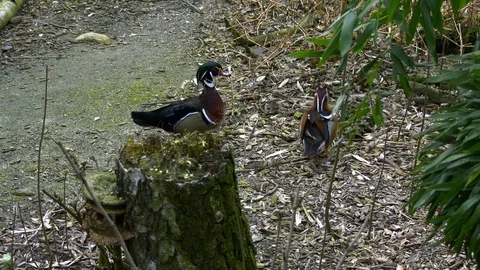 Ducks Stock Footage 117729111