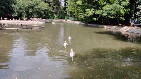 Ducks Stock Footage 121685851