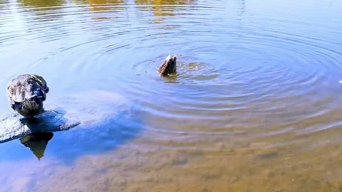 Ducks Stock Footage 127271651