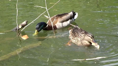 Ducks Stock Footage 128545696