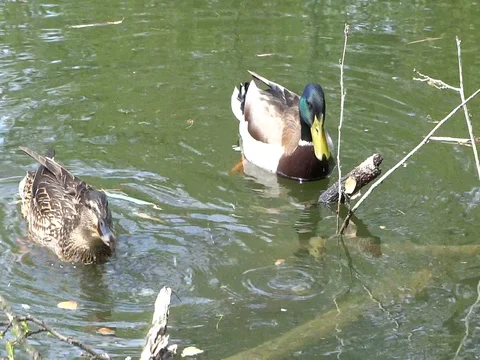 Ducks Stock Footage 128545773