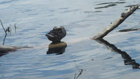 Ducks Video stock 132104338