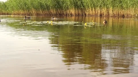 Ducks Stock Footage 134010685