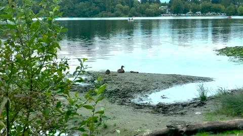 Ducks Stock Footage 138412233