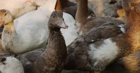 Ducks Stock Footage 140233744
