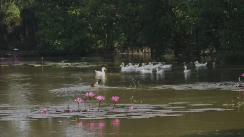 The ducks Stockbeeldmateriaal 141930223