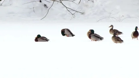 Ducks Video stock 149161319