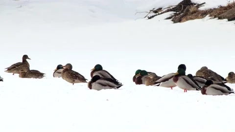 Ducks Video stock 149161344