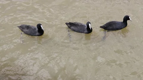 Ducks Stock Footage 153904033