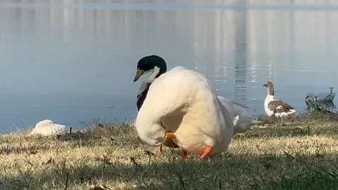 Ducks 스톡 동영상 165569694