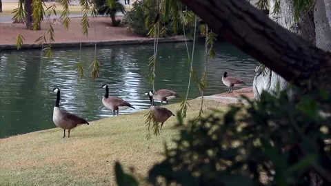 Ducks Stock Footage 167714208