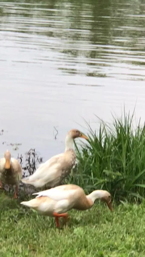 Ducks Stock Footage 168835507