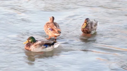 Ducks Stock Footage 207483809