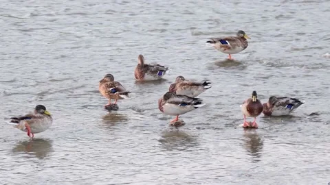Ducks Stock Footage 207485215