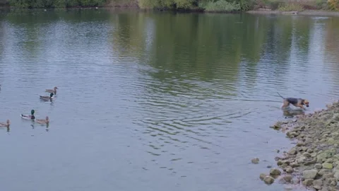 Ducks Stock Footage 221186573