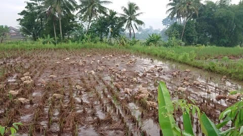 The Ducks Stock Footage 233901398