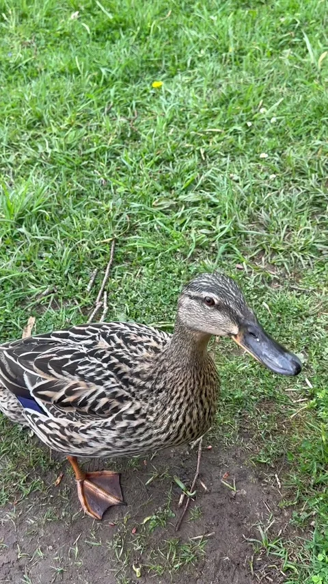 Ducks Vídeo Stock 240111092