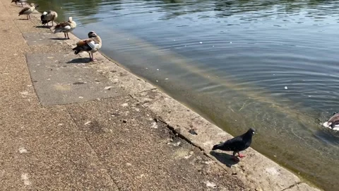 Ducks Stock Footage 242712619