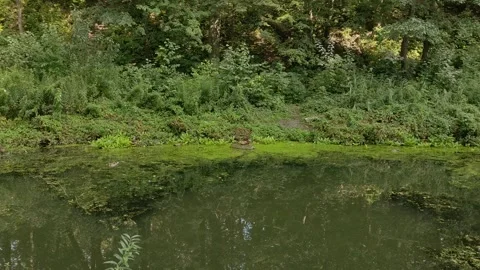 Ducks Stock Footage 251993010