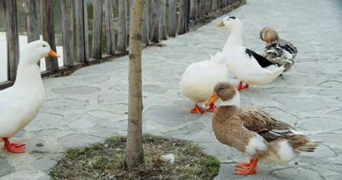 Ducks Stock Footage 255126854