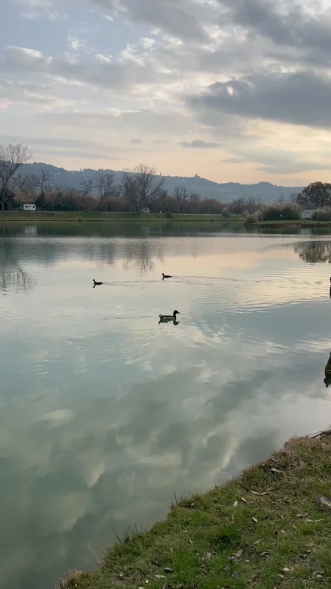 Ducks Stock Footage 276621092