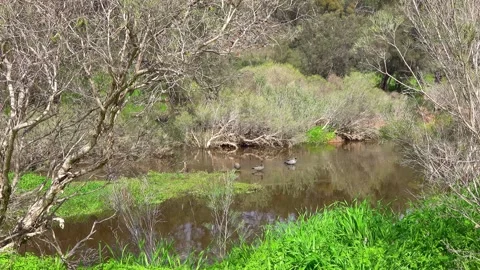 Ducks Stock Footage 282780975