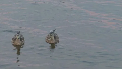 Ducks Stock Footage 283469126