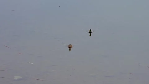 Ducks Stock Footage 305260715