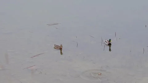 Ducks Stock Footage 305260743