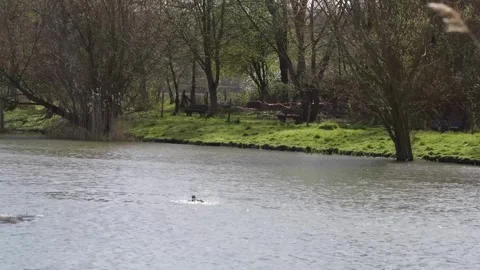 Ducks Stock Footage 305391689