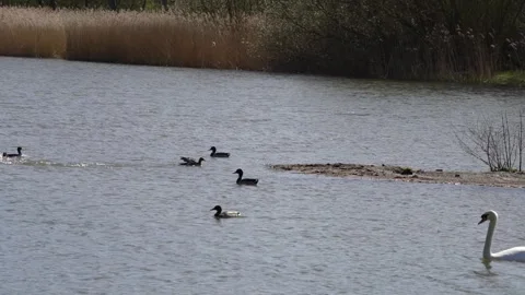 Ducks Stock Footage 305391696