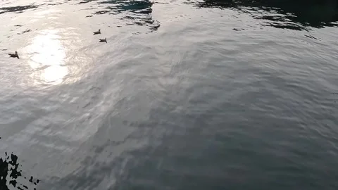 Ducks Stock Footage 307368238