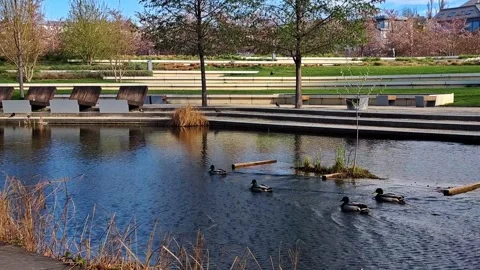 Ducks Stock-Footage 309772717