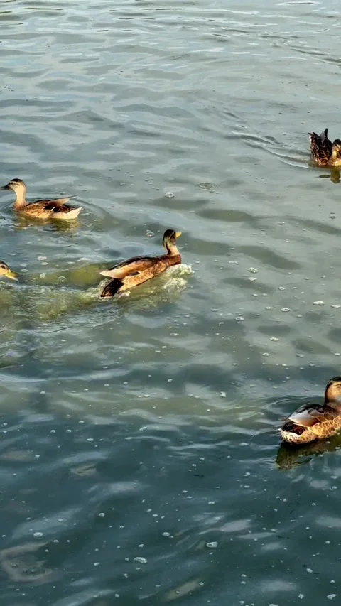 Ducks Stock Footage 342975699