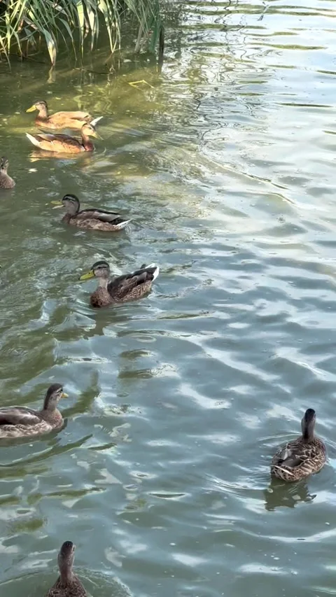 Ducks Stock Footage 342975762