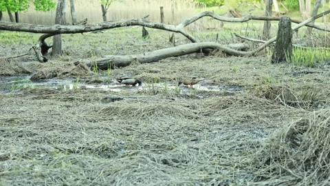 Ducks forage in a wetland area during the daytime near fallen branches and dry Stock Footage 339477573