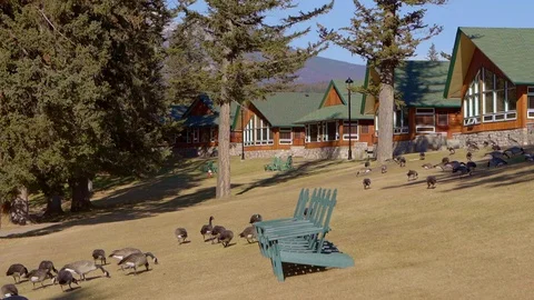 The ducks  is foraging Video stock 107186932