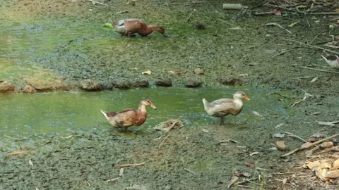 Ducks Foraging in Muddy Pond and Shallow Mossy Water Stock Footage 340559362