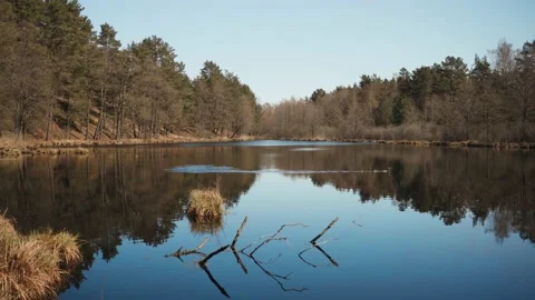 Ducks on a forest lake on a spring day Stock Footage 153400992