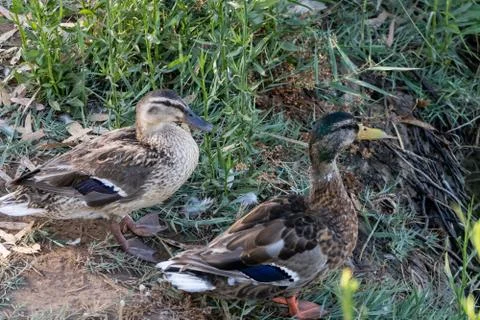 Ducks in freedom Stock Photos