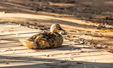 Ducks in freedom Stock Photos