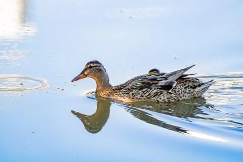 Ducks in freedom Stock Photos