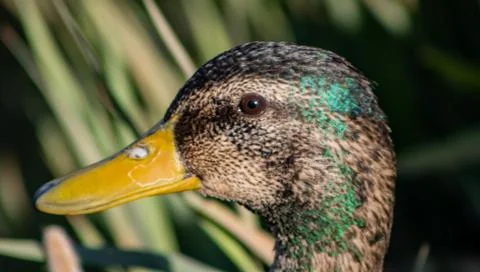 Ducks in freedom Stock Photos